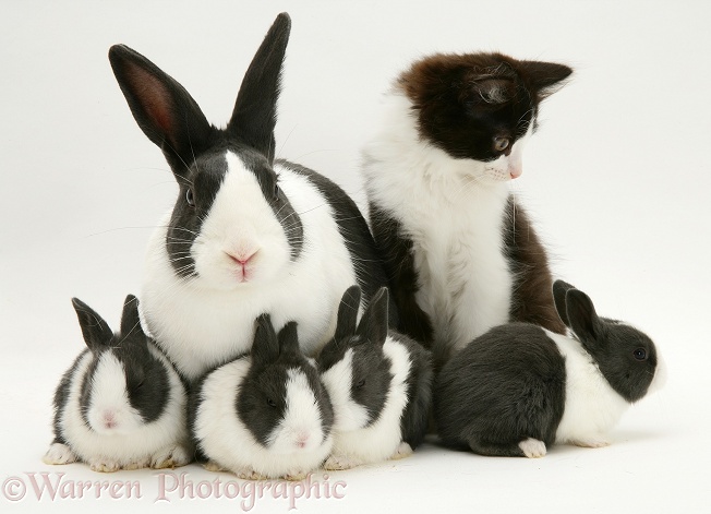 Black Dutch rabbit with with its babies and black-and-white kitten, Felix, white background