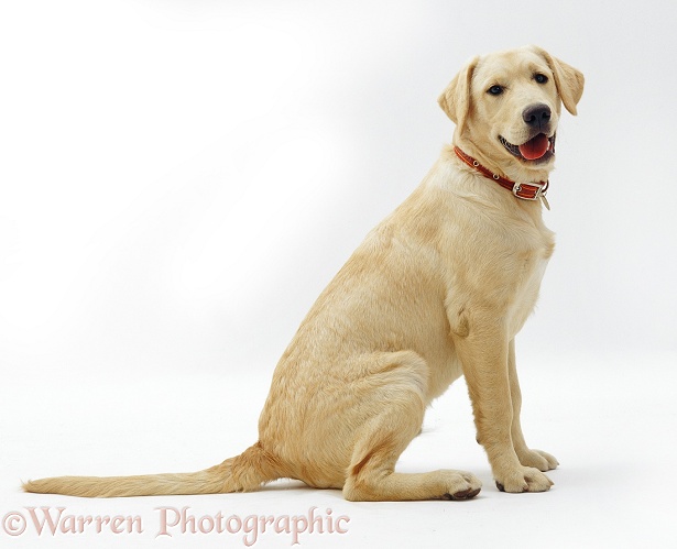Labrador x Golden Retriever dog pup, Remus, 5 months old, white background