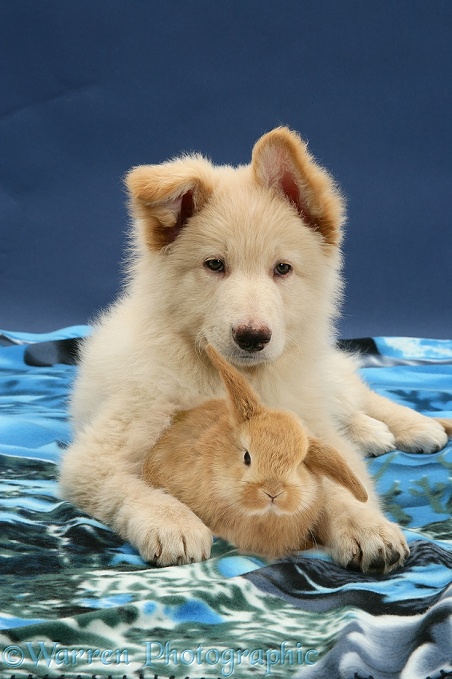 White German Shepherd Dog pup and Sandy Lop baby rabbit, both with one ear up