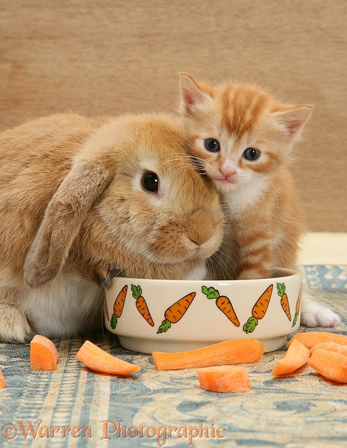 Ginger kitten in Sandy Lop rabbit doe's food bowl