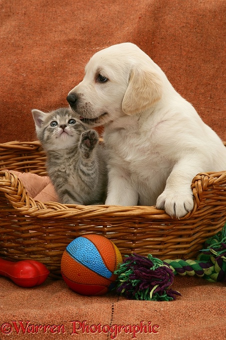 Yellow Labrador Retriever pup and blue tabby kitten, both 5 weeks old, in a basket