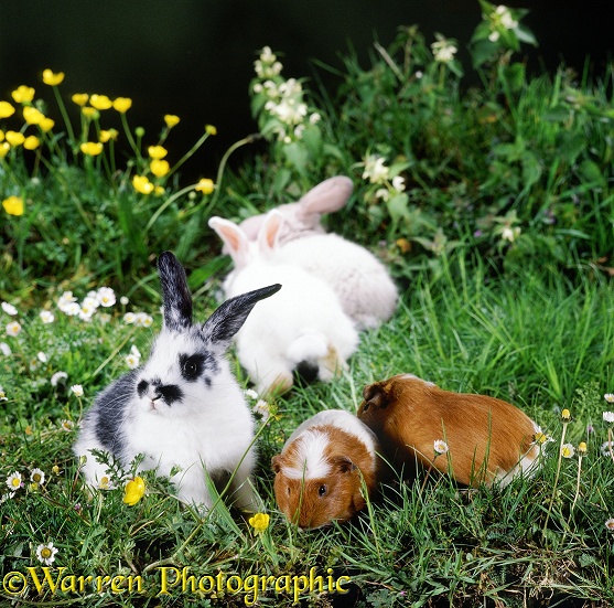 Guinea piglets and rabbits, all 1 month old, grazing together