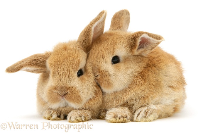 Baby Sandy Lop rabbits, 3 weeks old, white background
