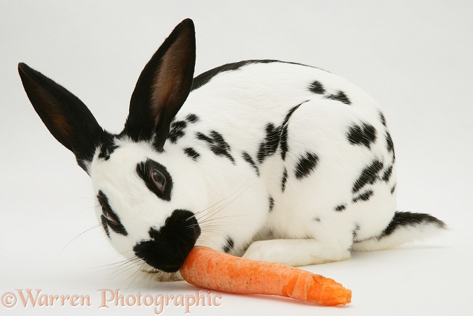 English Spotted buck rabbit eating a carrot, white background