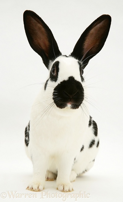 English Spotted buck rabbit, white background