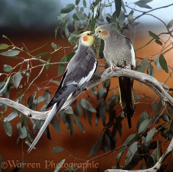 Cockatiel (Nymphicus hollandicus) pair.  Australia