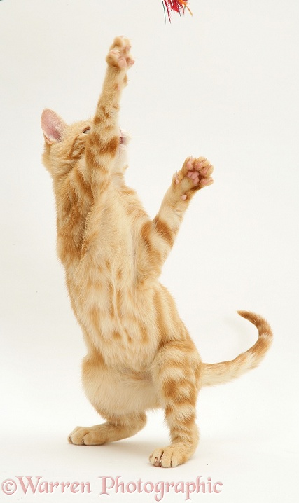 Ginger kitten Benedict 'dancing', white background