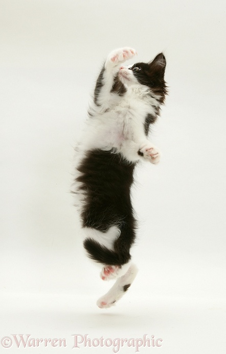 Black-and-white kitten dancing, white background