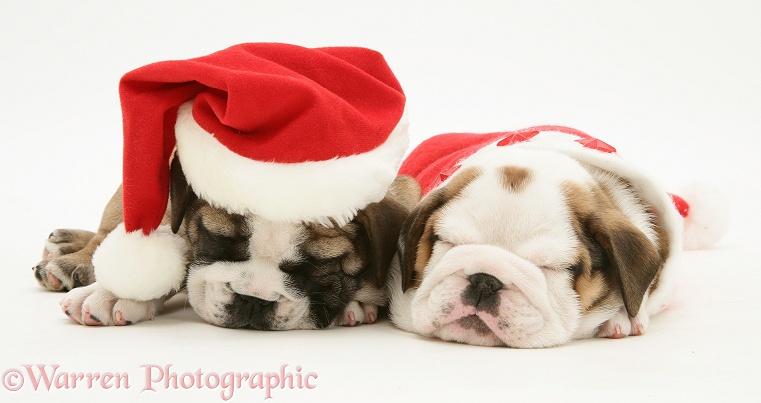 Bulldog pups asleep in Santa hats, white background