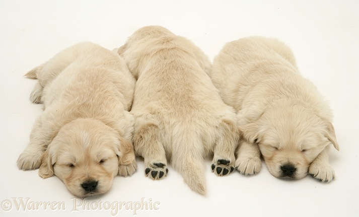 Golden Retriever pups asleep, one back view, hind paws outstretched, white background