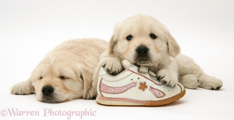 Golden Retriever pups with a child's shoe, white background