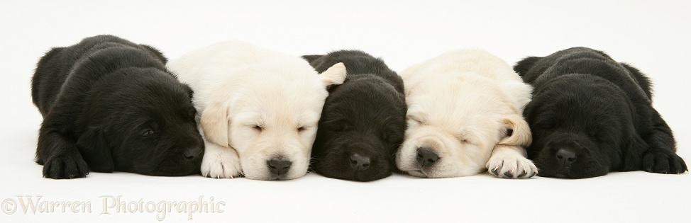 Sleepy black and yellow Goldador pups, white background