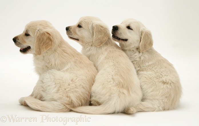Golden Retriever pups looking to the side, white background