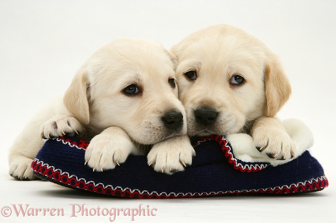 Yellow Goldador Retriever pups on a knitted slipper, white background