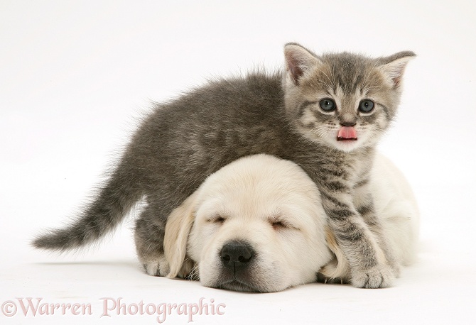 Sleeping Yellow Goldador Retriever pup with blue tabby kitten, white background