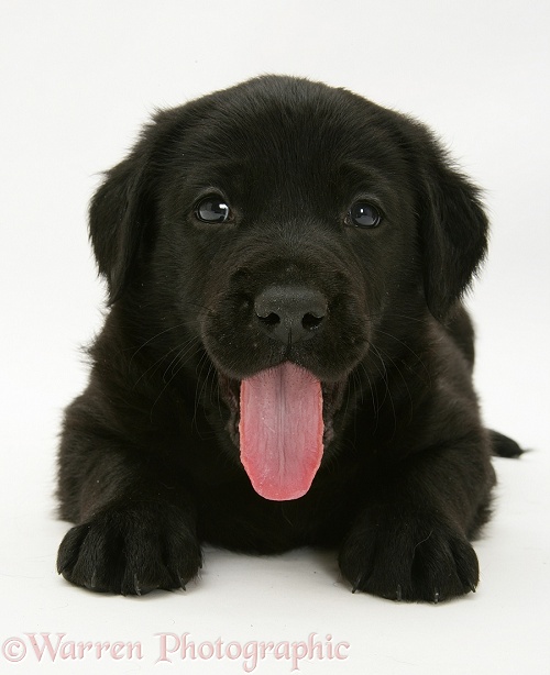 Yawning black Goldador pup, white background