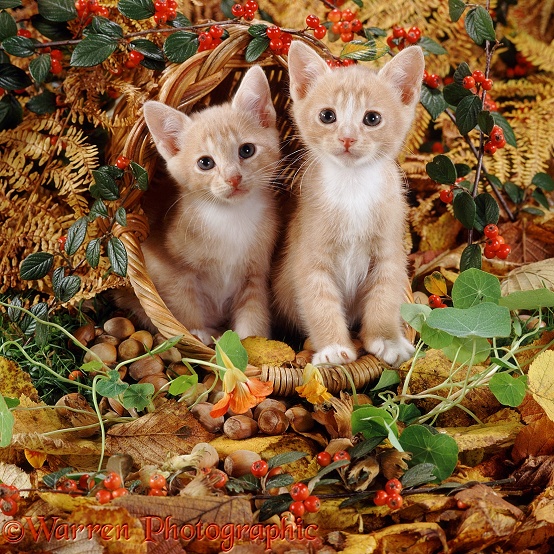 Cream-and-white kittens, 7 weeks old, have upset a basket of hazelnuts