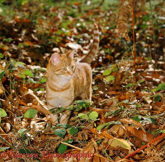 Ginger cat, 6 months old, prowling among autumn bracken and brambles