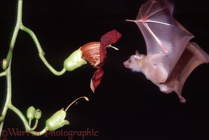 Lesser Epauletted Fruit Bat (Micropteropus pusillus) approaching the flower of Sausage Tree.  Africa