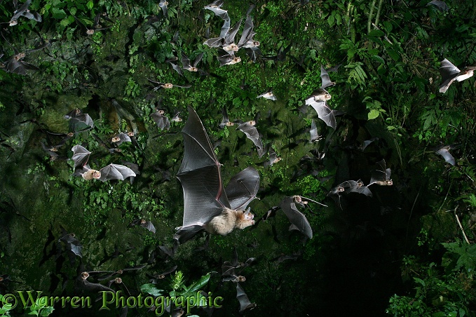 Davy's Naked-backed Bats (Pteronotus davyi) emerging from the vertical shaft of a cave at dusk.  Americas
