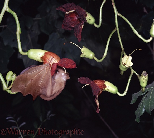 Lesser Epauletted Fruit Bat (Micropteropus pusillus) obtaining nectar from the flower of Sausage Tree.  Africa