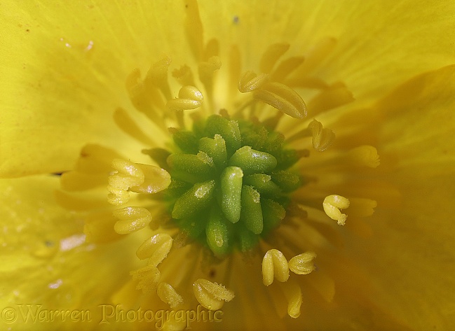 Buttercup (Ranunculus repens) centre of flower