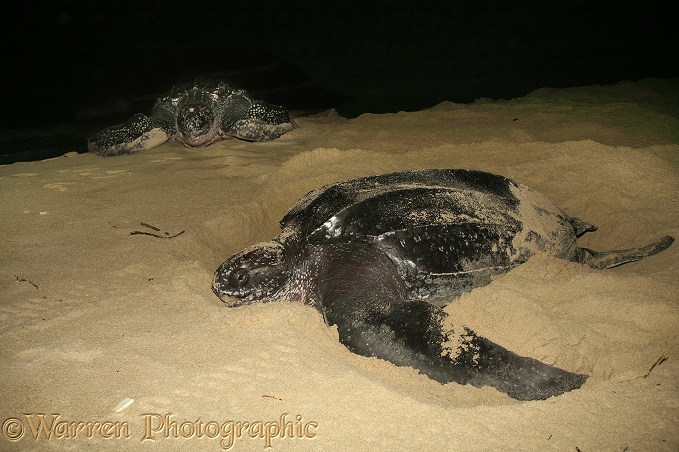 Leatherback Turtle (Dermochelys coriacea) egg-laying female with another approaching from the sea.  Worldwide