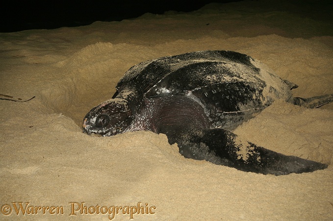 Leatherback Turtle (Dermochelys coriacea) egg-laying female.  Worldwide