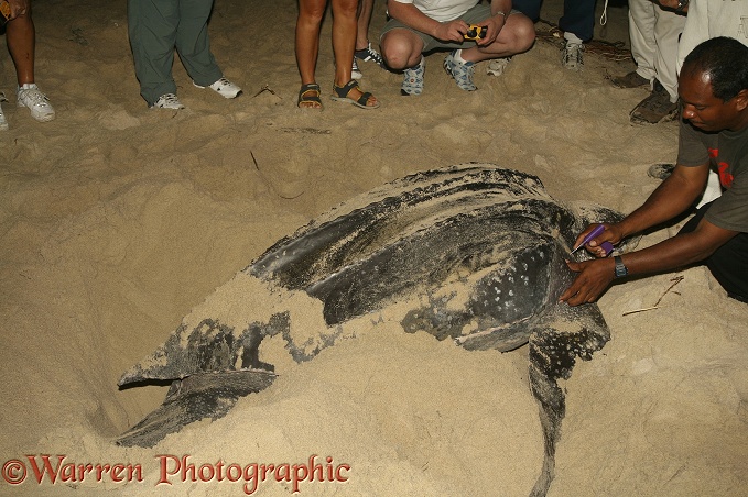 Leatherback Turtle (Dermochelys coriacea) egg-laying female being marked for identification.  Worldwide