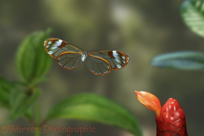 Glasswing Butterfly (Hymenitis andromica).  South America