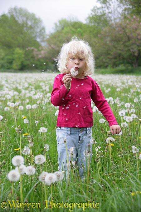 Siena blowing Dandelion seeds