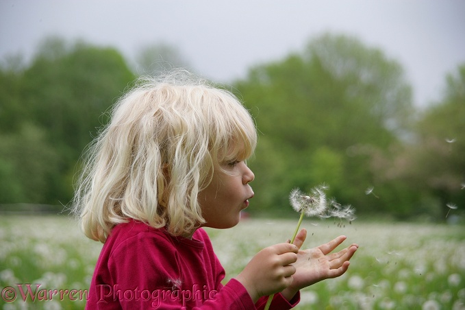 Siena blowing Dandelion seeds.  Surrey, England