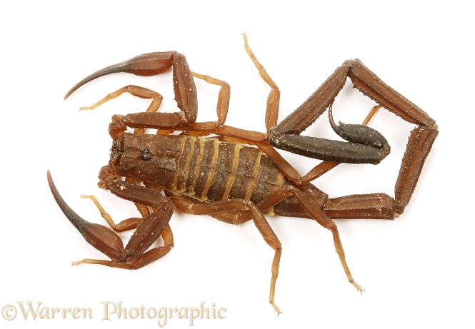 Scorpion (unidentified) Trinidad, white background