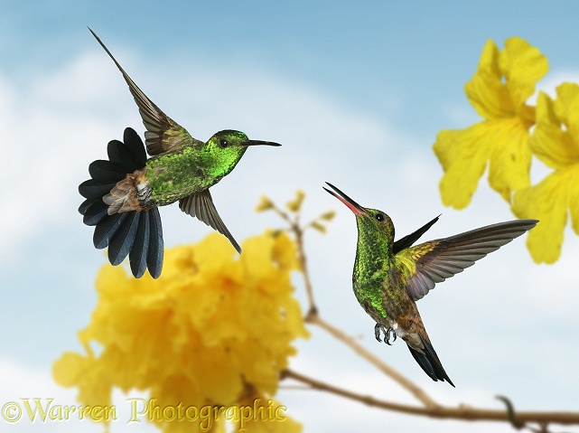 Copper-rumped Hummingbirds (Amazilia tobaci) in territorial dispute.  South America