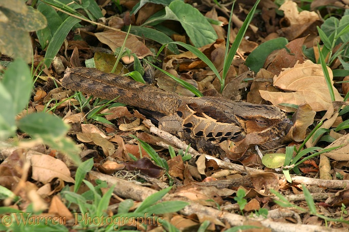 White-naped Nightjar or Pauraque (Nyctidromus albicollis) incubating.  South America