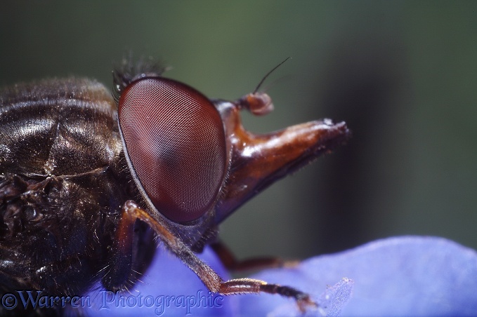 Snout Fly (Rhingia campestris) on alkanet flower.  Europe