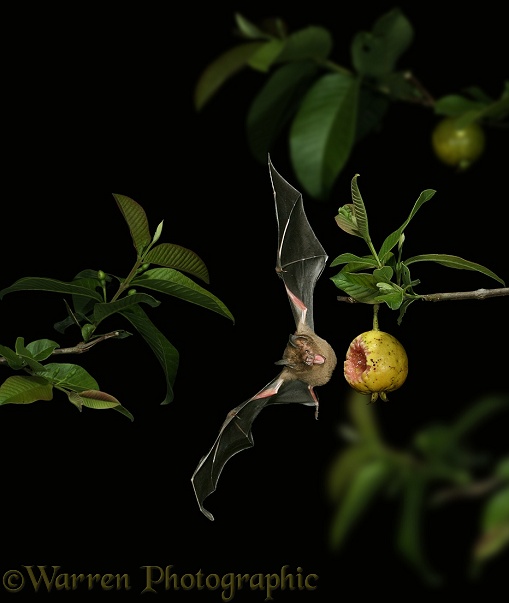 Short-tailed Fruit Bat (Carollia perspicillata) flying in to take a bite out of a ripe guava