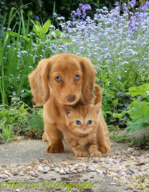 Cream Dapple Miniature Long-haired Dachshund pup with British Shorthair red tabby kitten