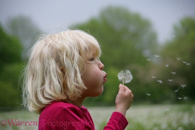 Siena blowing Dandelion seeds
