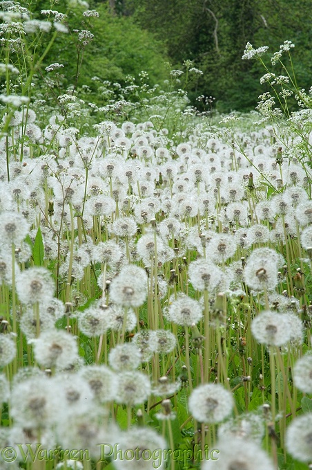 Dandelion (Taraxacum officinale) seedheads or 'clocks'.  Surrey, England