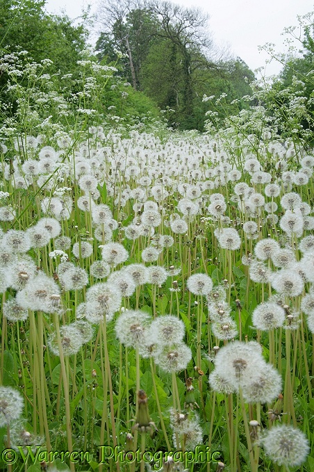 Dandelion seedheads or 'clocks'.  Surrey, England