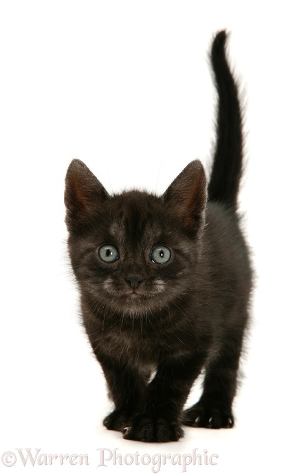 Black Smoke Spotted British Shorthair kitten, white background