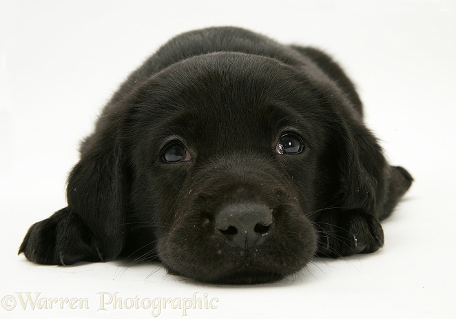 Black Goldador Retriever pup, white background