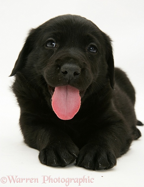 Black Goldador Retriever pup, panting, white background