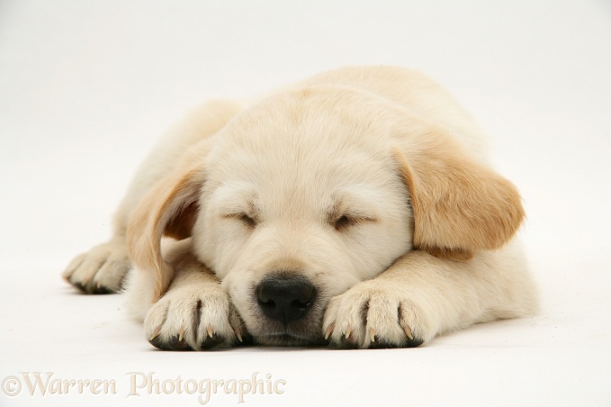 Yellow Goldador Retriever pup asleep, white background
