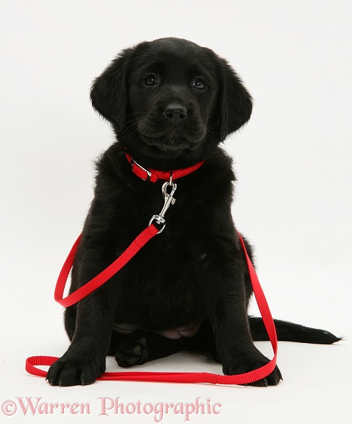 Black Goldador Retriever pup in red collar and lead, white background
