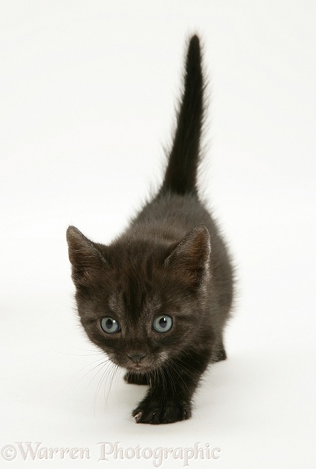 Black Smoke Spotted British Shorthair kitten walking, white background