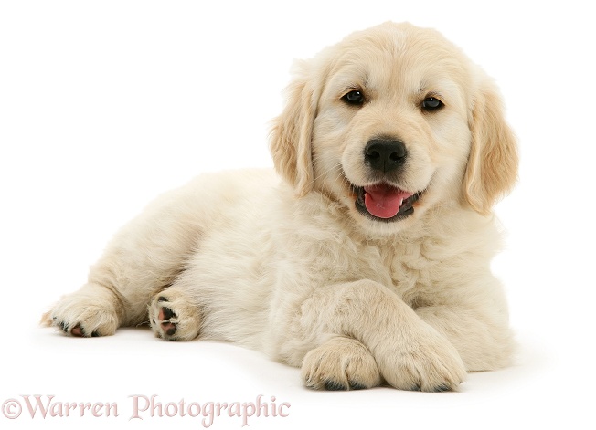 Smiley Golden Retriever pup lying, head up, paws crossed, white background