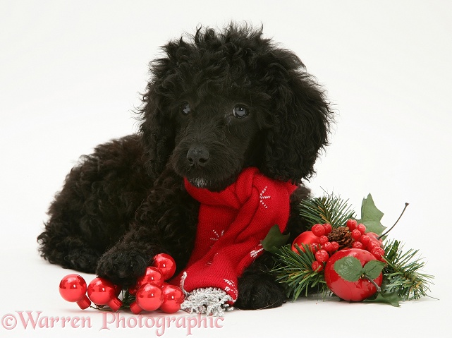 Black Miniature Poodle with red scarf and decorations, white background