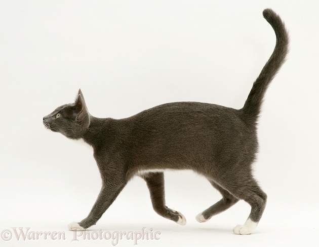 Blue-and-white Burmese-cross cat, Levi, white background